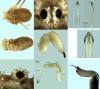 Opilio parietinus